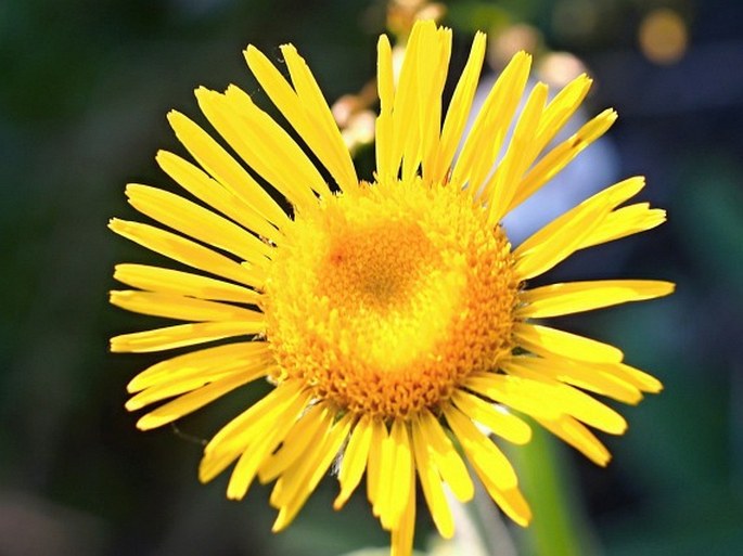 INULA MONTANA L. - oman