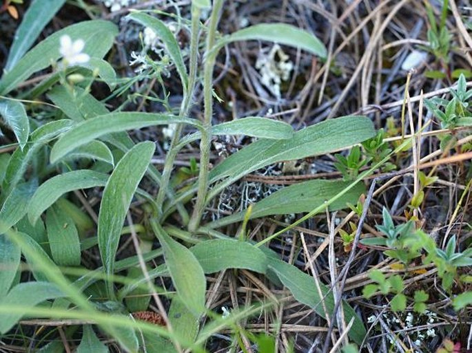 Inula montana