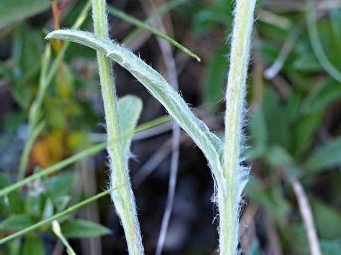 Inula montana