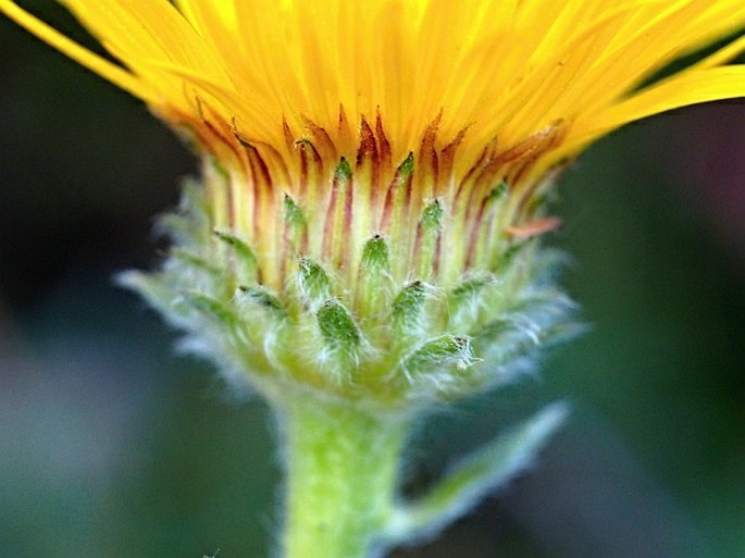 Inula montana