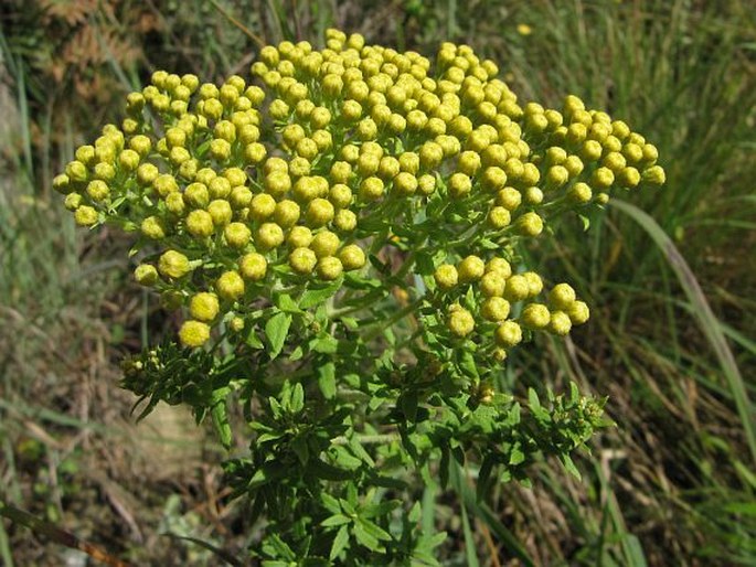 INULANTHERA DREGEANA (DC.) Källersjö