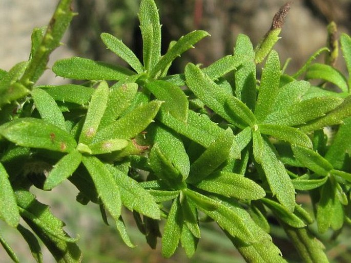 Inulanthera dregeana