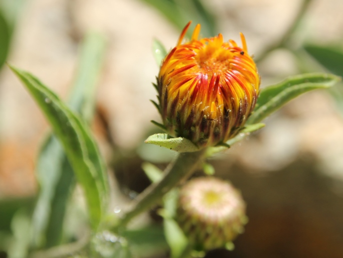 Inula obtusifolia