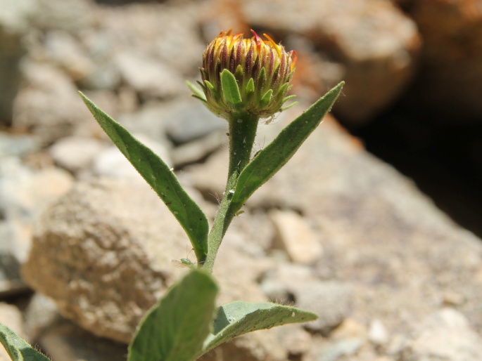 Inula obtusifolia