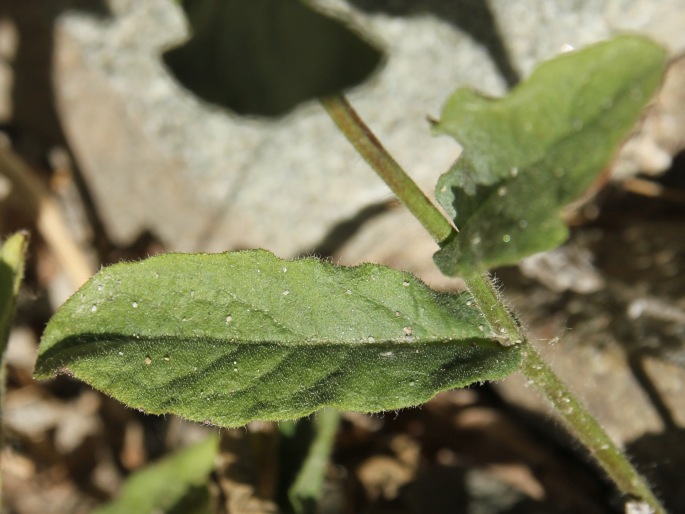 Inula obtusifolia