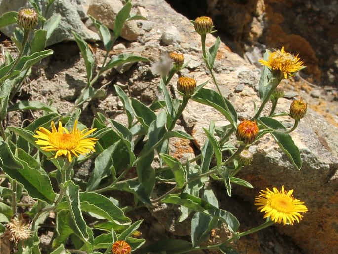 Inula obtusifolia