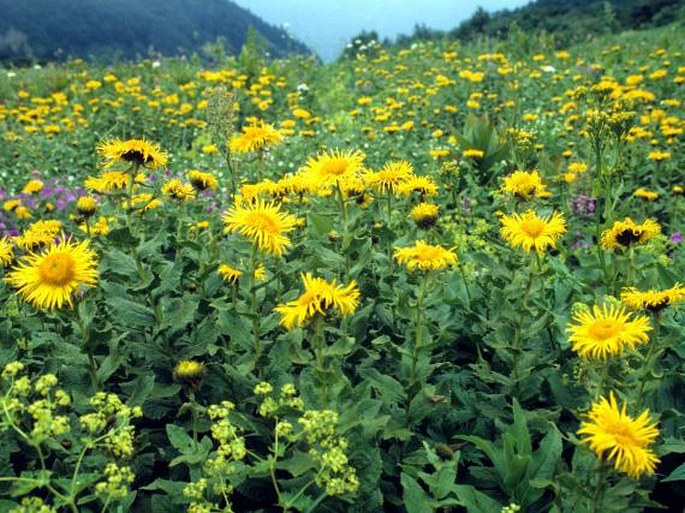 Inula orientalis