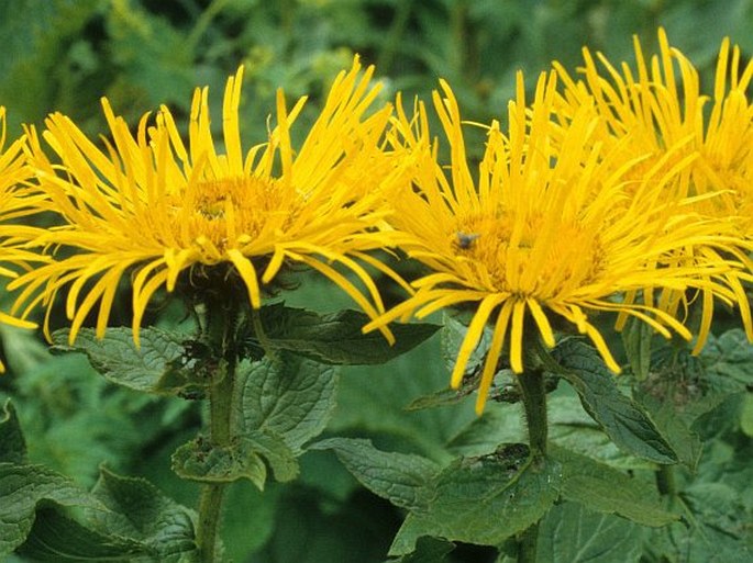 Inula orientalis