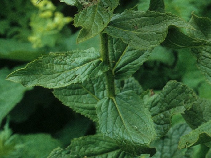 Inula orientalis