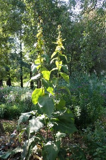 Inula racemosa