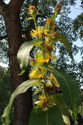 Inula racemosa