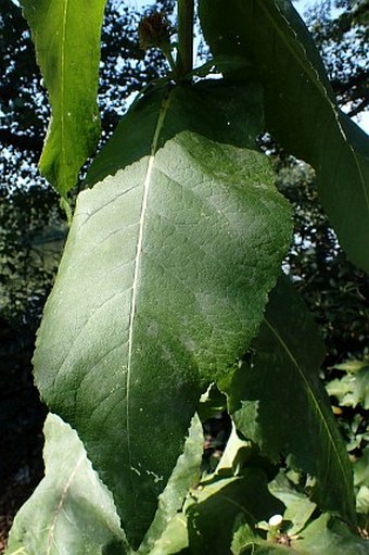 Inula racemosa