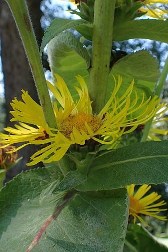 Inula racemosa