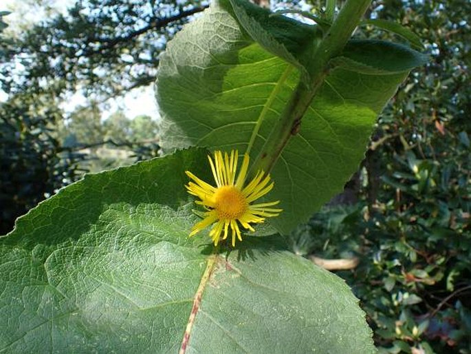 Inula racemosa