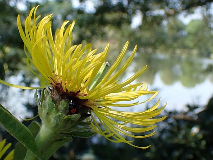 Inula racemosa