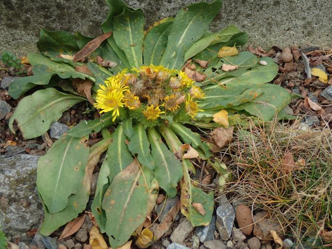 Inula rhizocephala