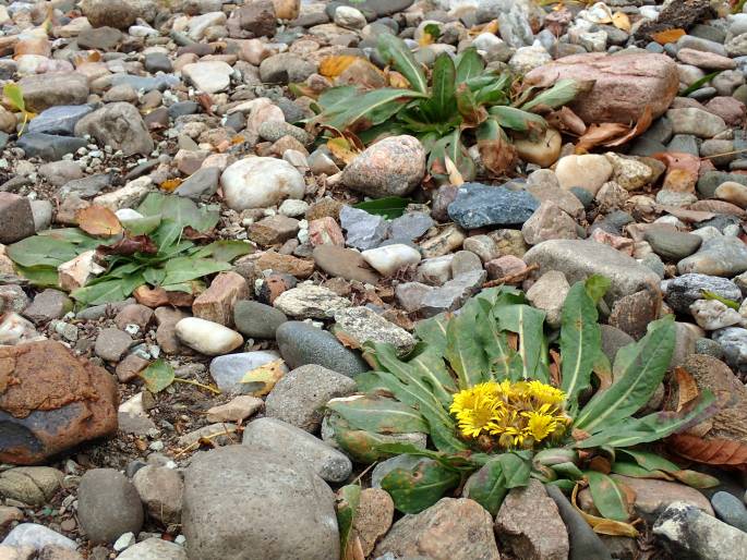 Inula rhizocephala