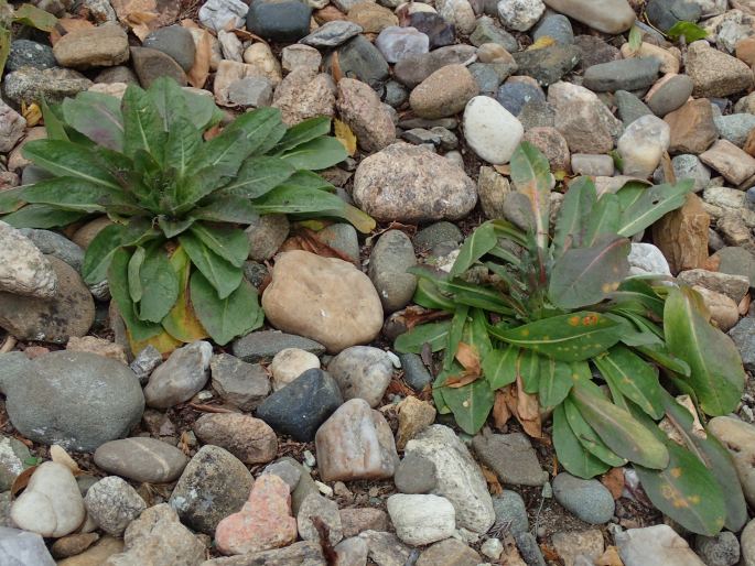 Inula rhizocephala