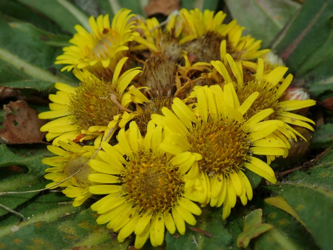 Inula rhizocephala