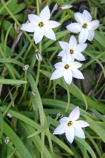 Ipheion uniflorum