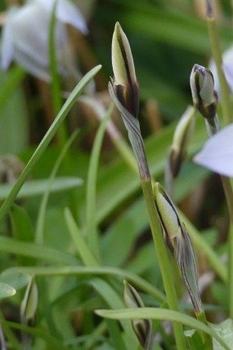 Ipheion uniflorum