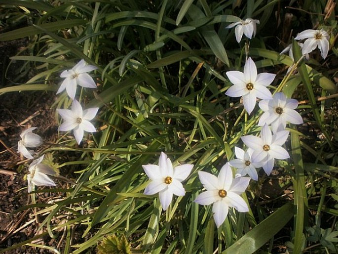 Ipheion uniflorum