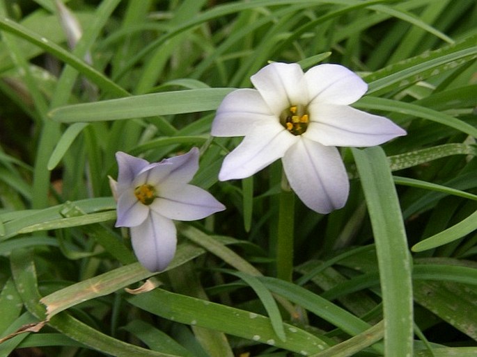 Ipheion uniflorum