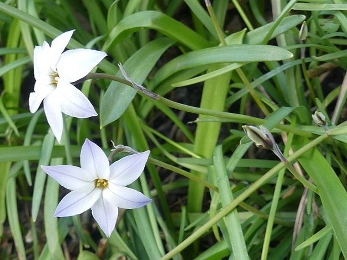 Ipheion uniflorum