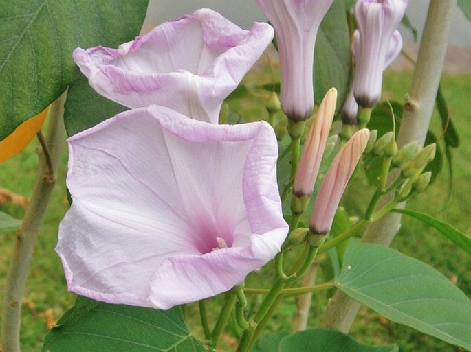 Ipomoea carnea