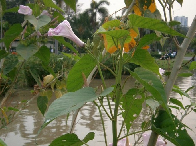 Ipomoea carnea