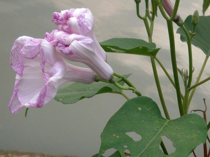 Ipomoea carnea