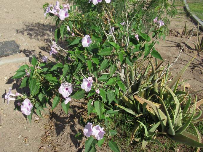 Ipomoea carnea