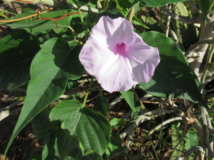 Ipomoea carnea