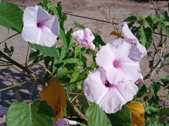 Ipomoea carnea