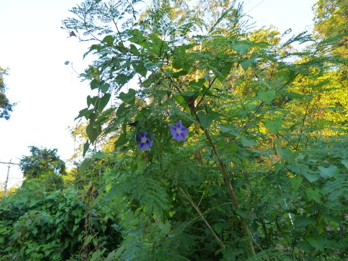 Ipomoea clavata