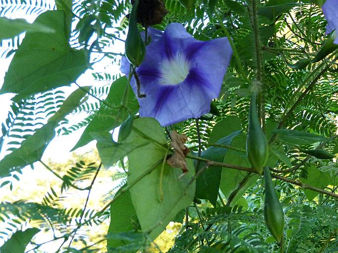 Ipomoea clavata