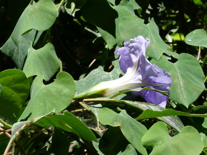 Ipomoea clavata