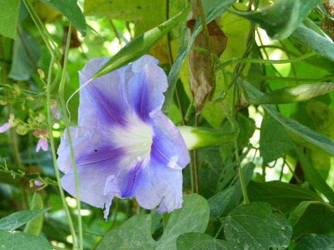 Ipomoea clavata