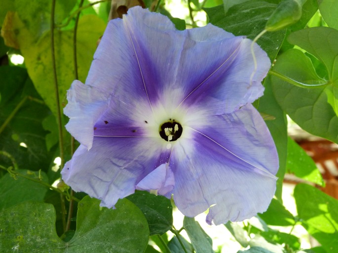 Ipomoea clavata