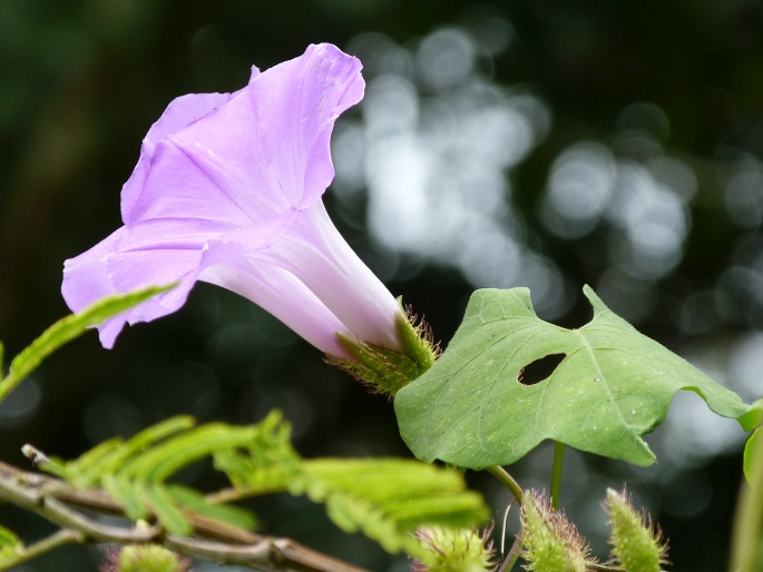 Ipomoea crinicalyx