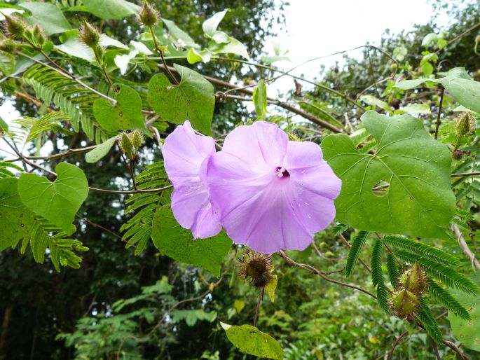 Ipomoea crinicalyx