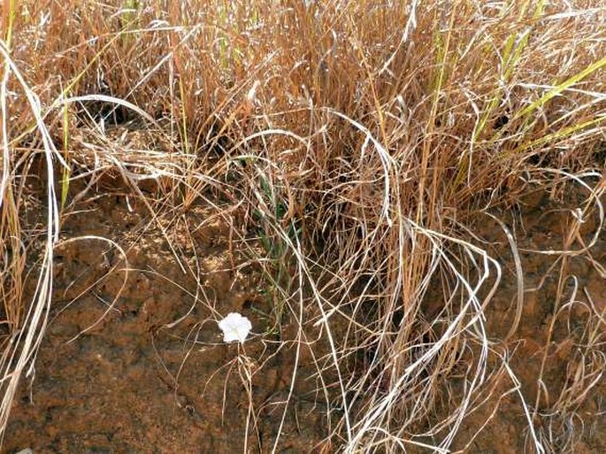 Ipomoea desmophylla