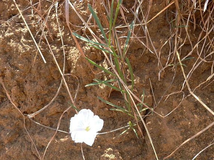 Ipomoea desmophylla