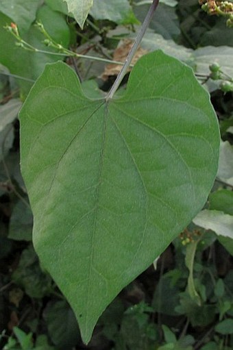 Ipomoea hederifolia