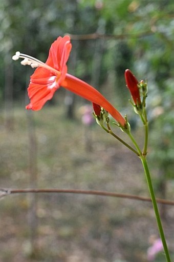 Ipomoea hederifolia