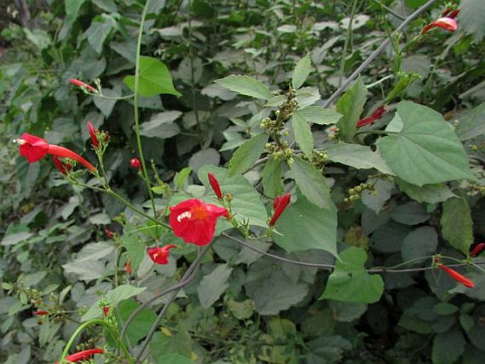 Ipomoea hederifolia