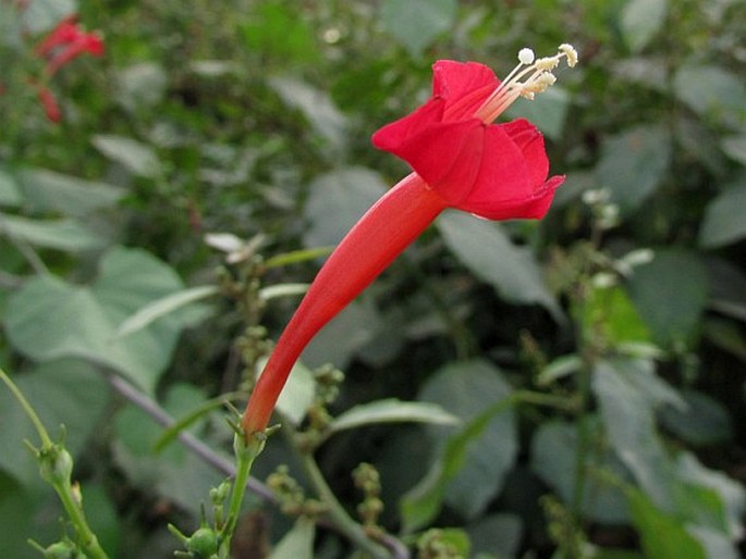 Ipomoea hederifolia