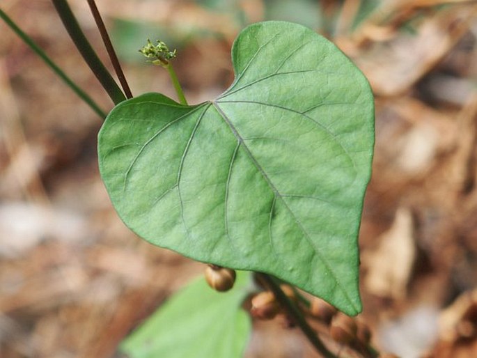 Ipomoea hederifolia