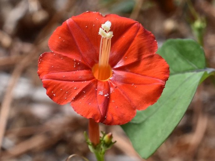 Ipomoea hederifolia