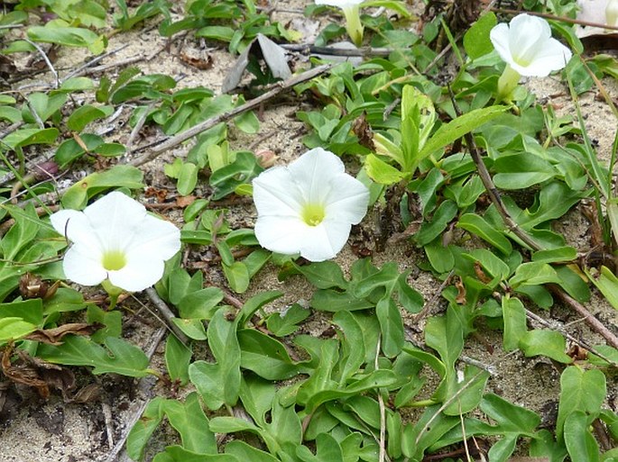 Ipomoea imperati